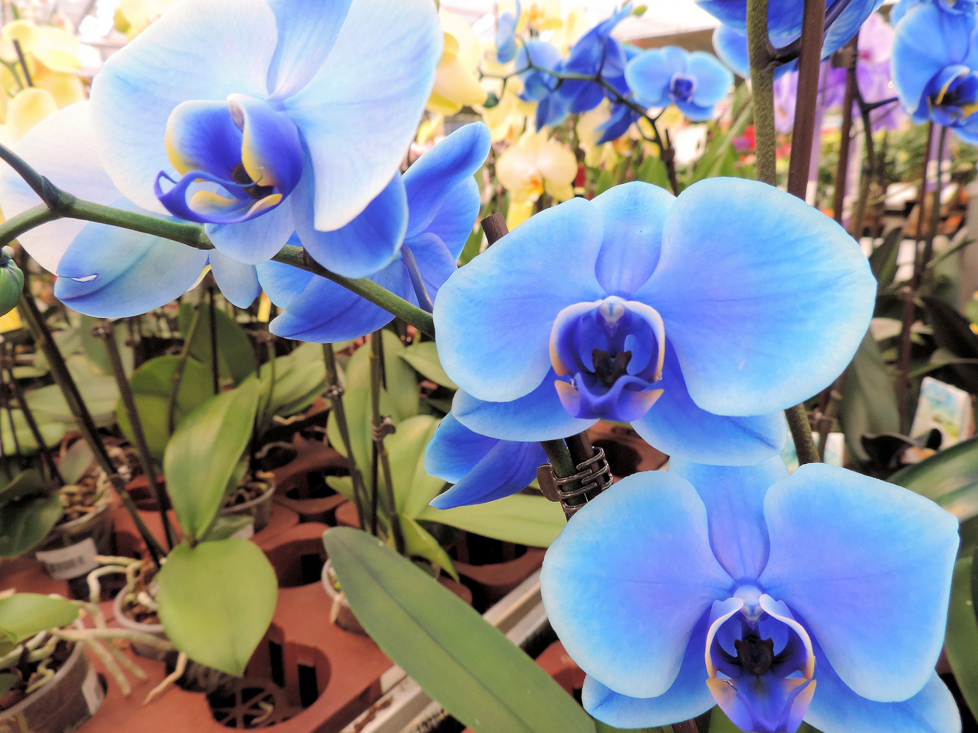 flowers indoor blue free photo