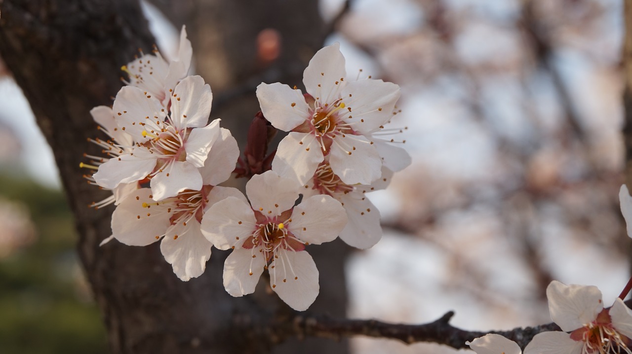 cherry blossom flowers spring free photo