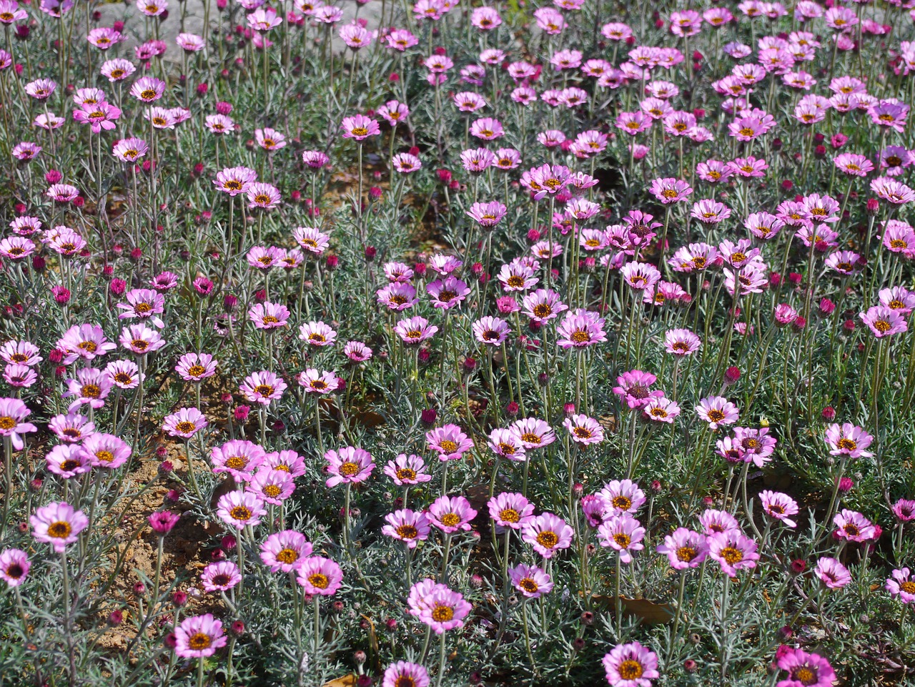 flowers pink set free photo