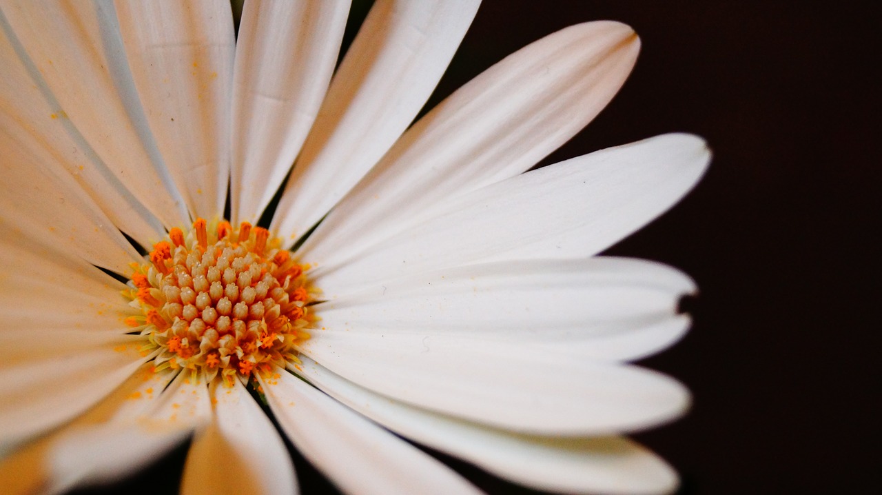 flowers flower white free photo