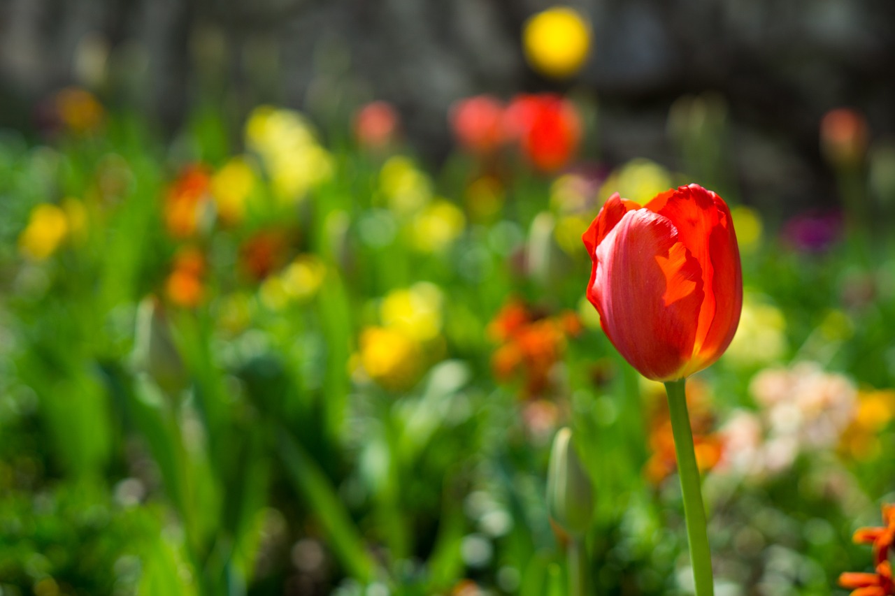 flowers spring garden free photo