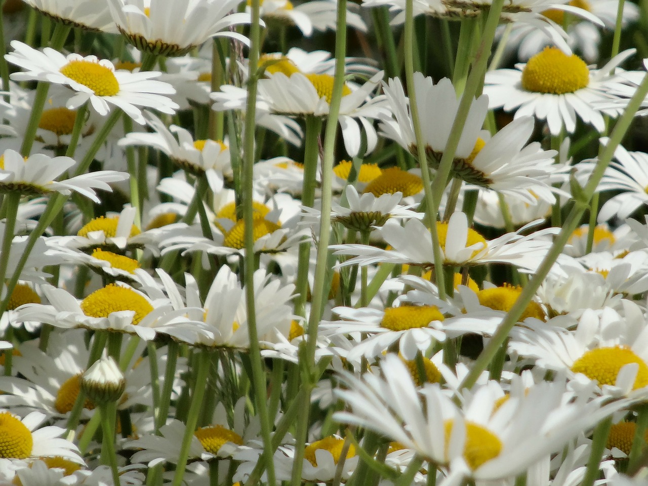 flowers margarithen meadow free photo