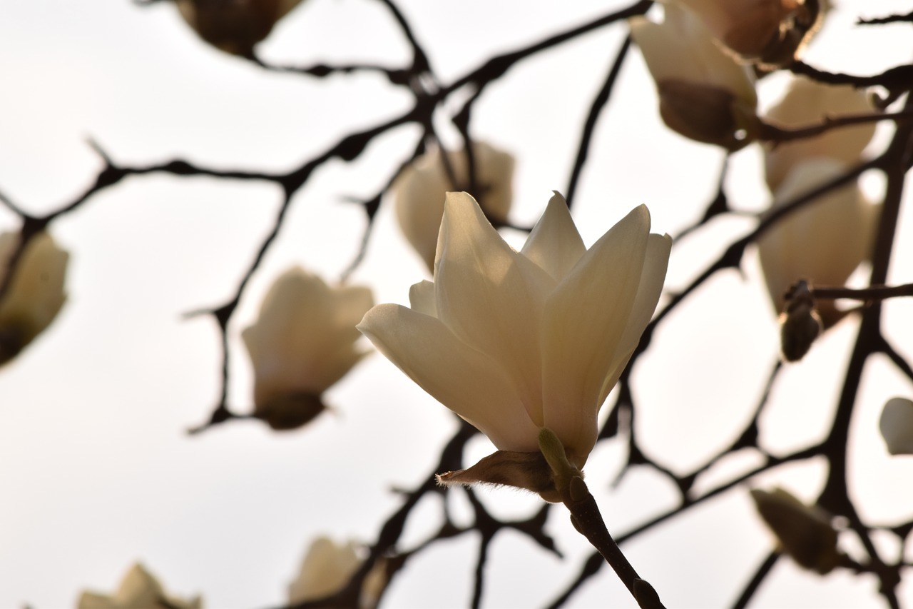 flowers magnolia spring flowers free photo