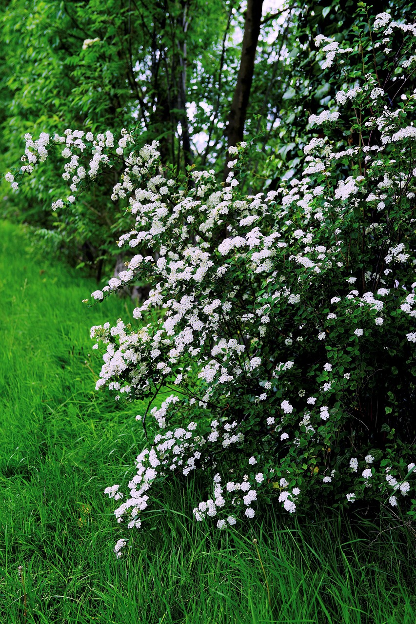 flowers white flowers spring free photo