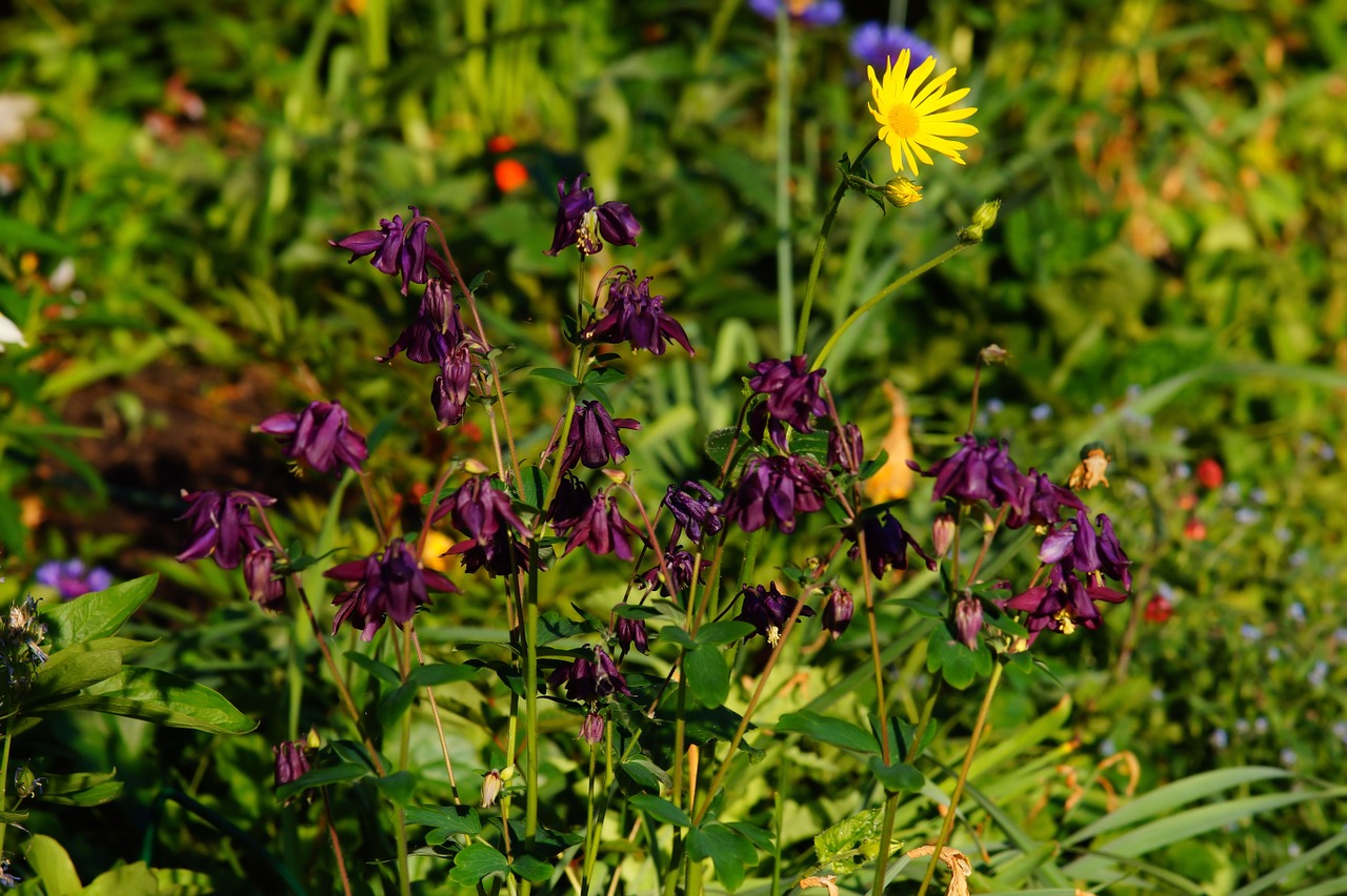 flowers purple nature free photo