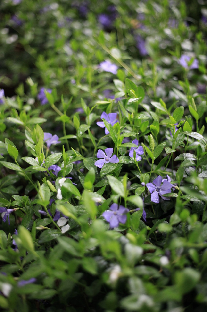 periwinkle herb purple free photo
