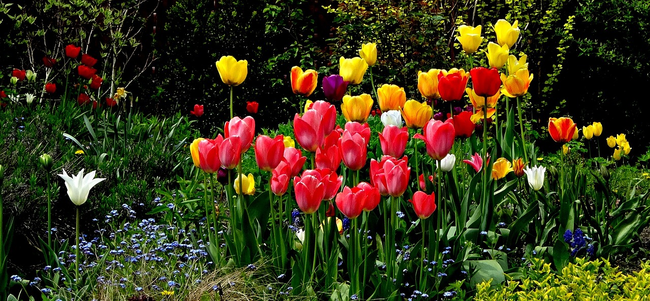 flowers tulips beauty free photo