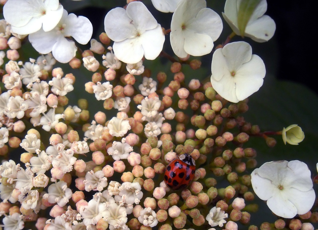 flowers white ladybug free photo