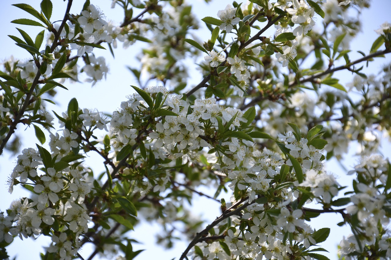 cherry blossoms spring dacha free photo