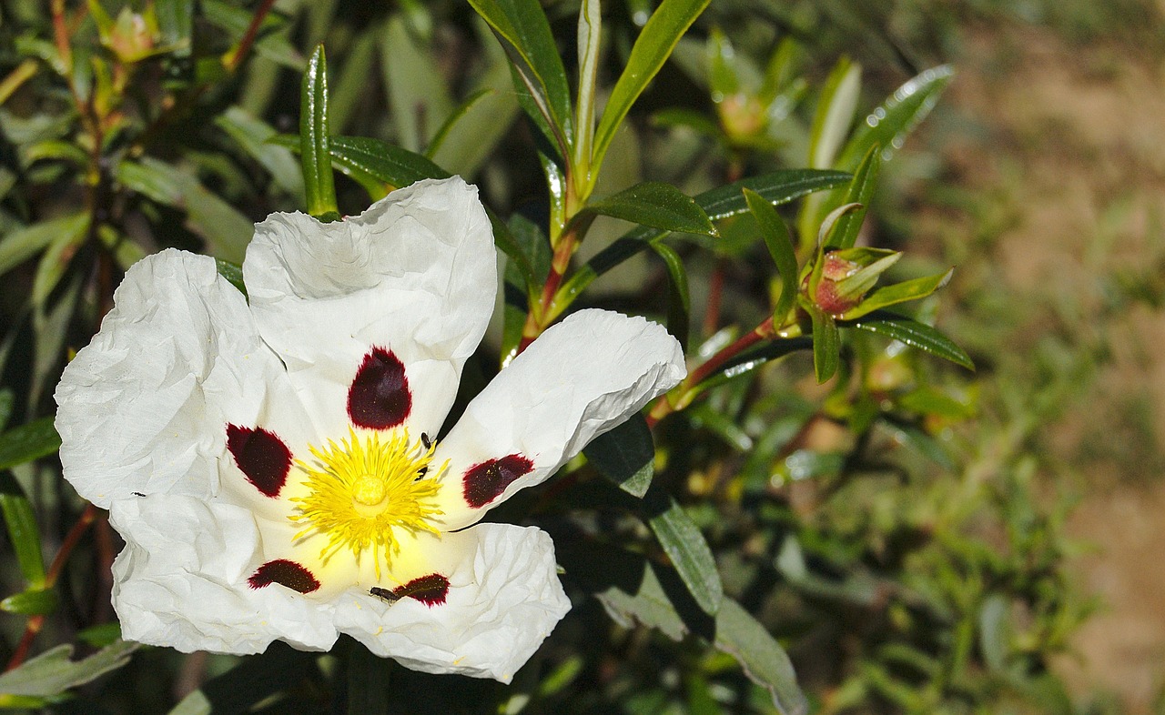 flowers nature plants free photo