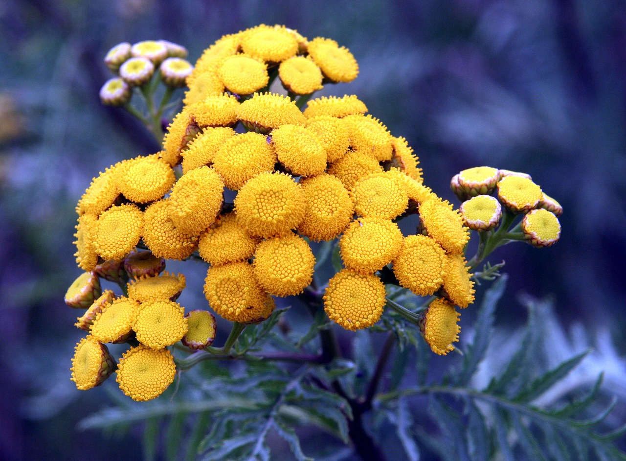 flowers yellow tanésie free photo