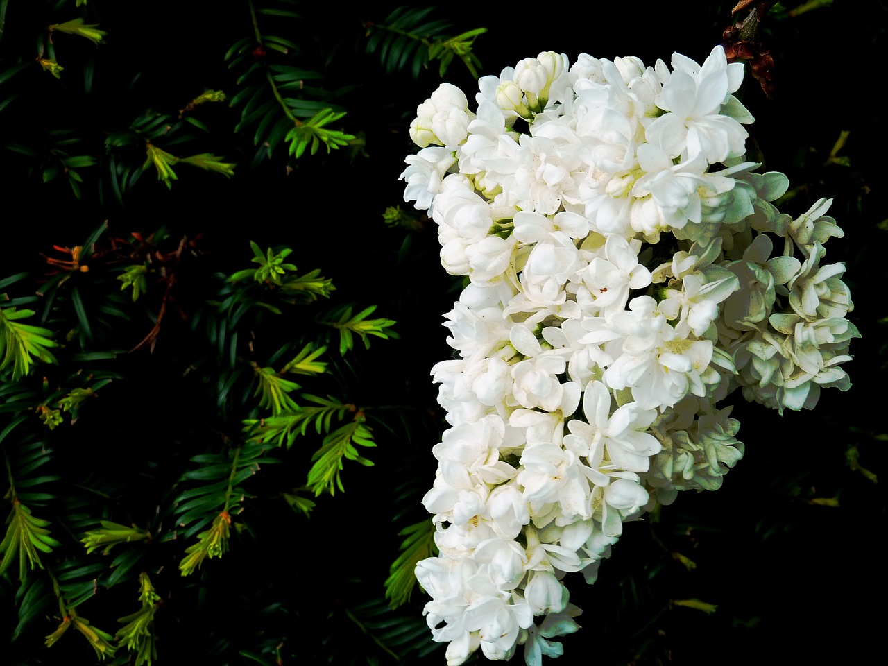 flowers lilac spring free photo