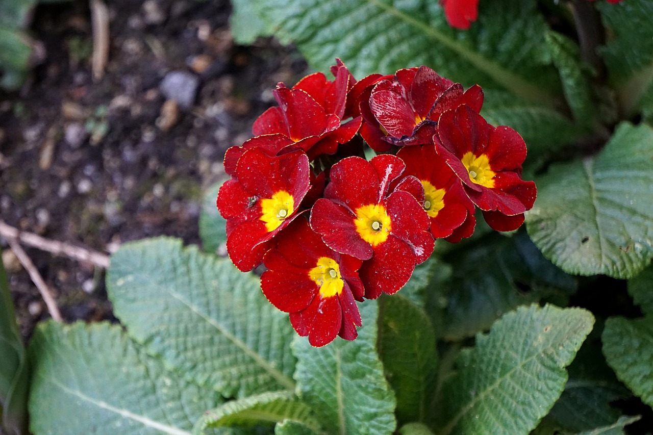 flowers primroses flora free photo