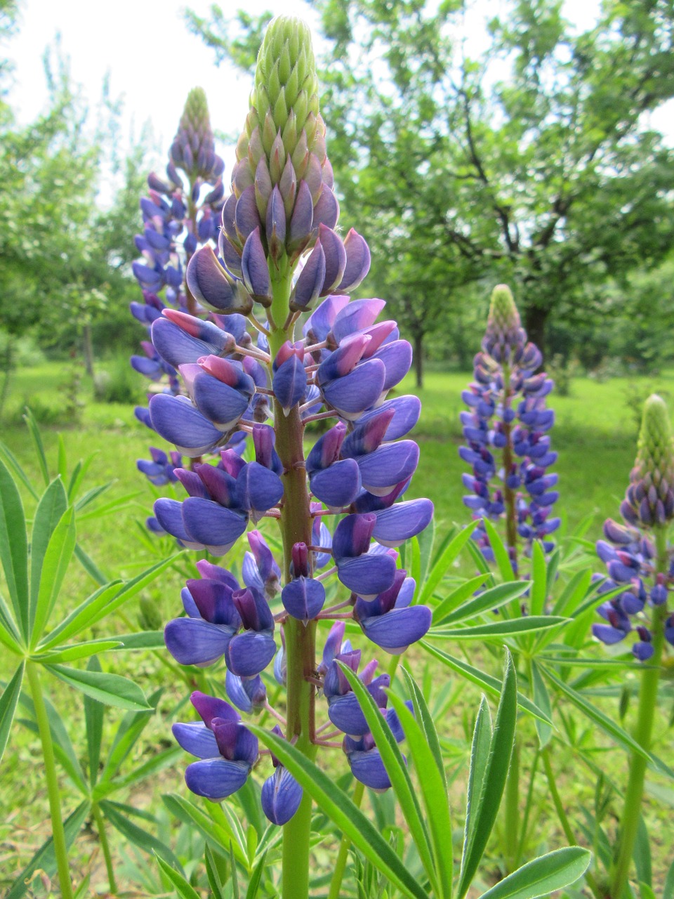 flowers plant green free photo