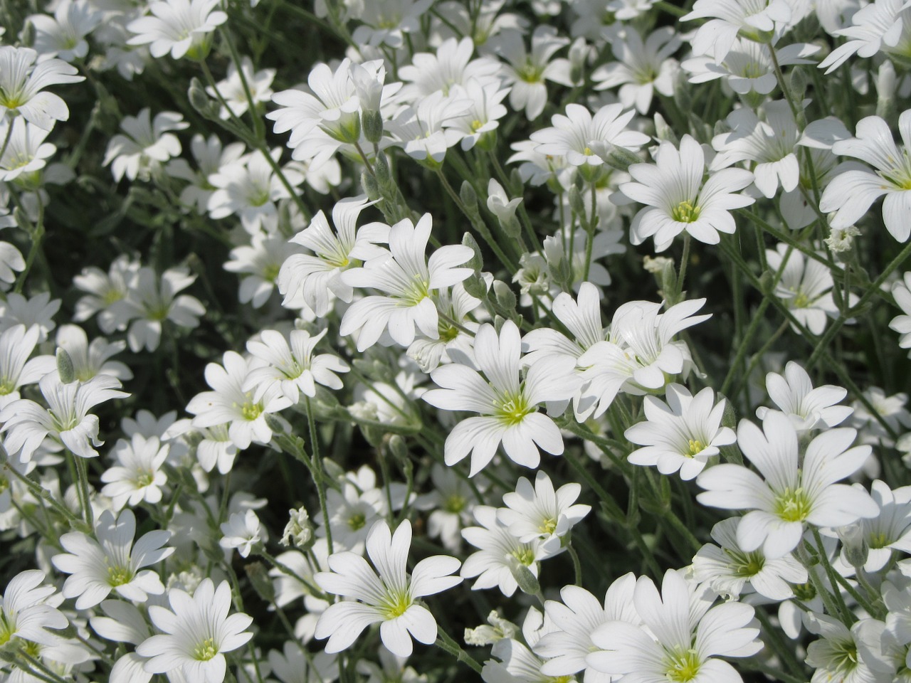 flowers white white flowers free photo