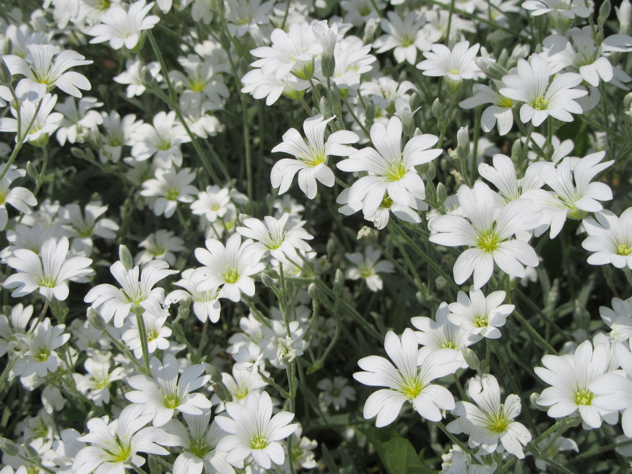 flowers white white flowers free photo