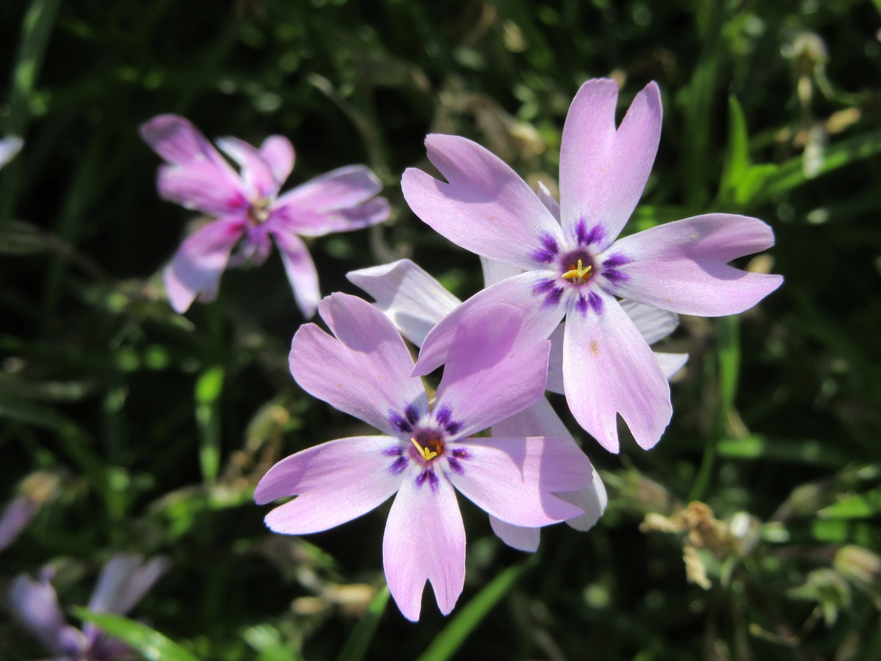 flowers violet violet flowers free photo