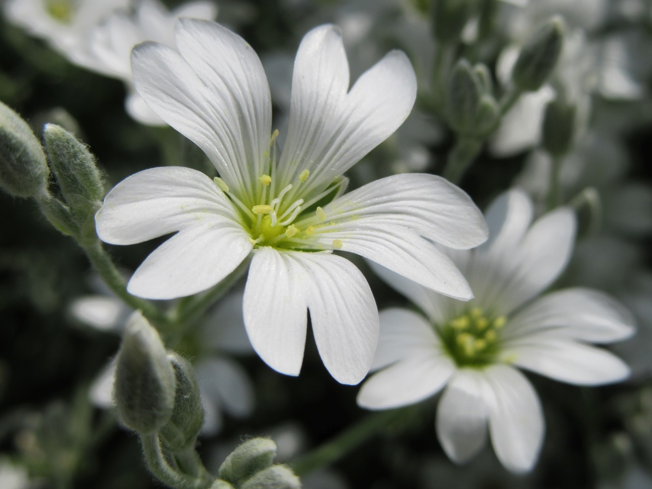 flowers white white flowers free photo