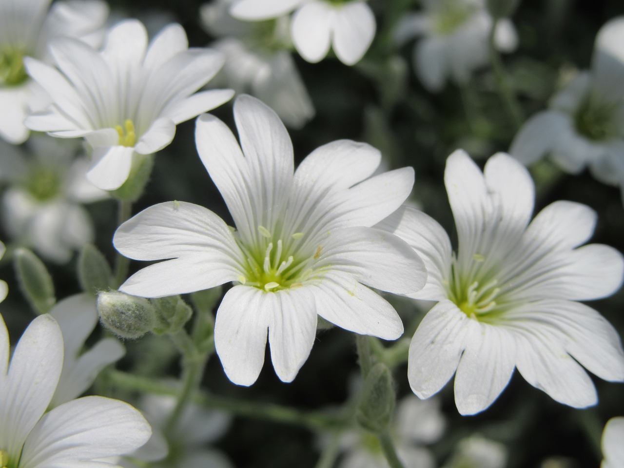 flowers white white flowers free photo