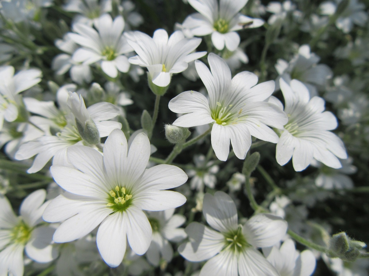 flowers white white flowers free photo