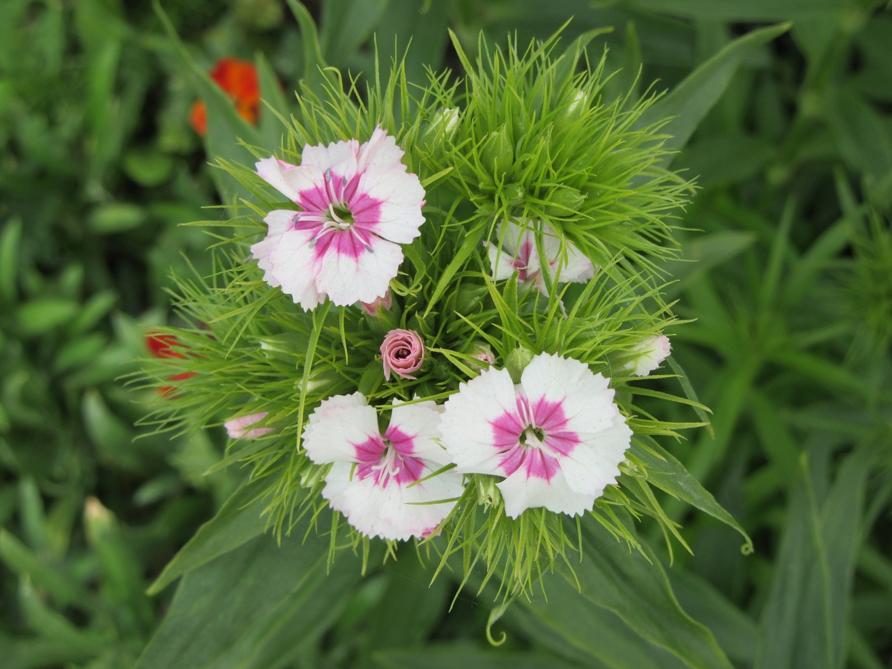 flowers plant white free photo