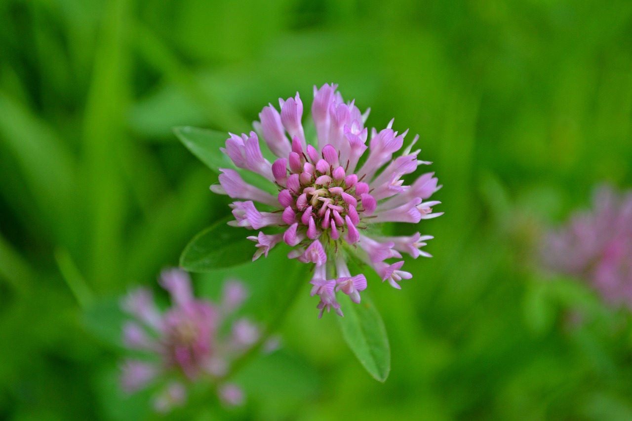 flowers pink pink flowers free photo