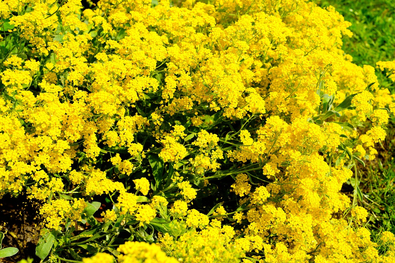 flowers plant yellow free photo