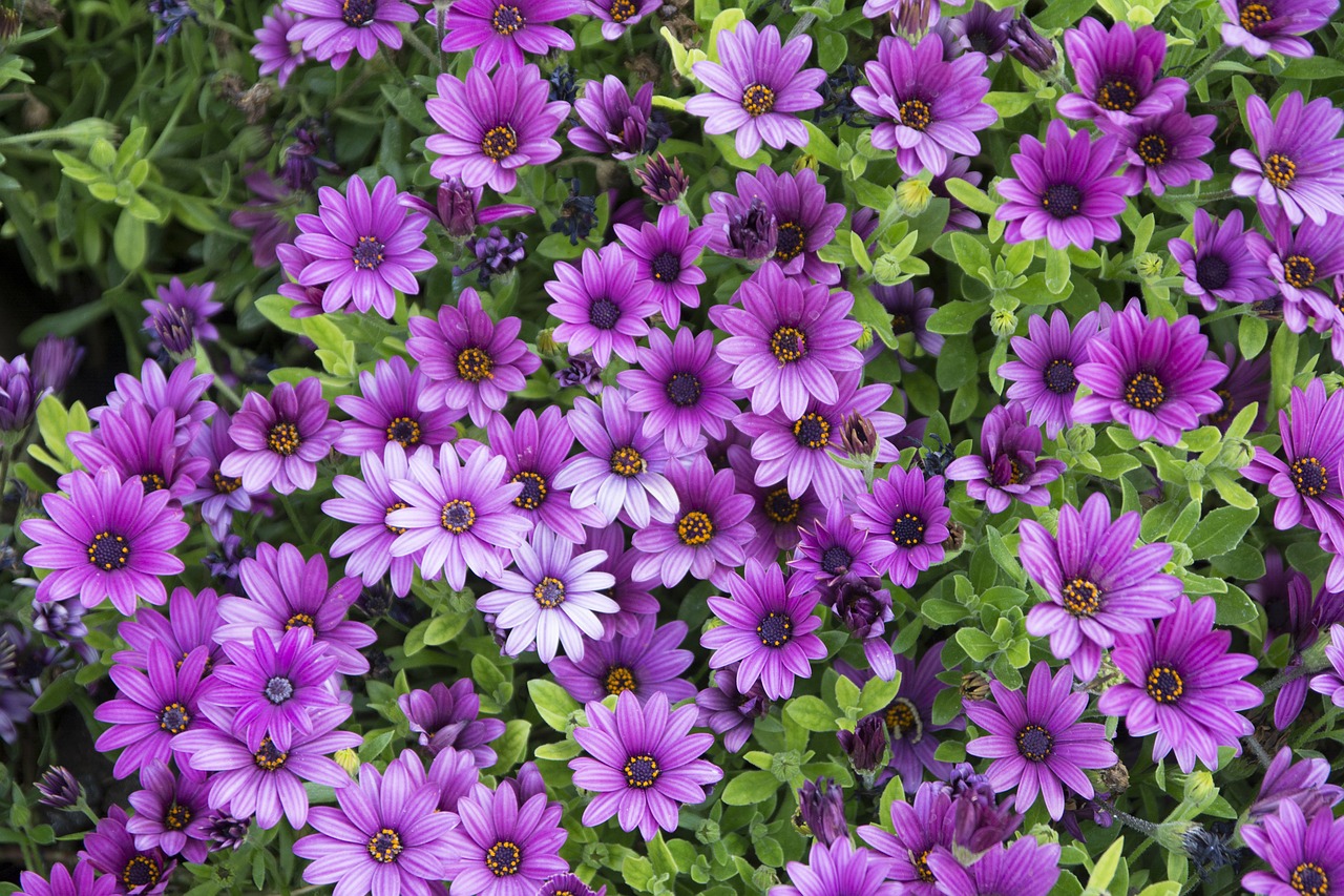 flowers purple flower free photo
