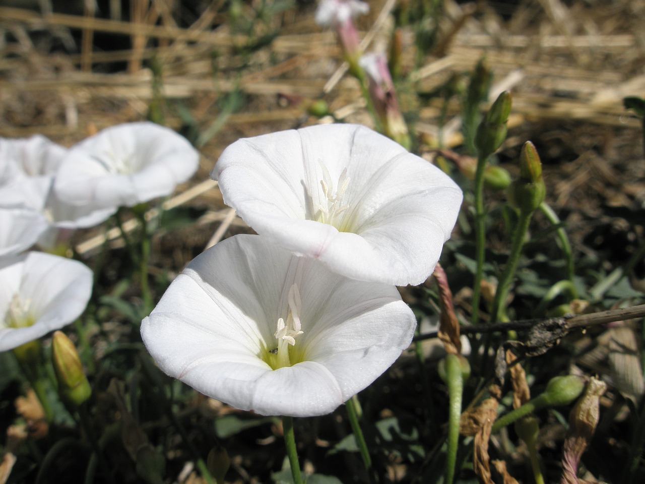 flowers garden white free photo