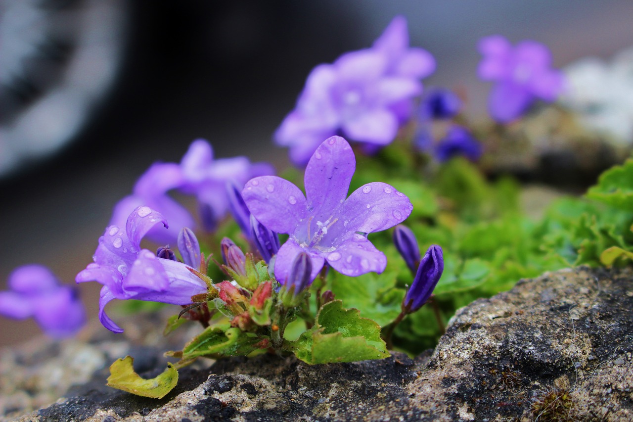 flowers nature blue free photo