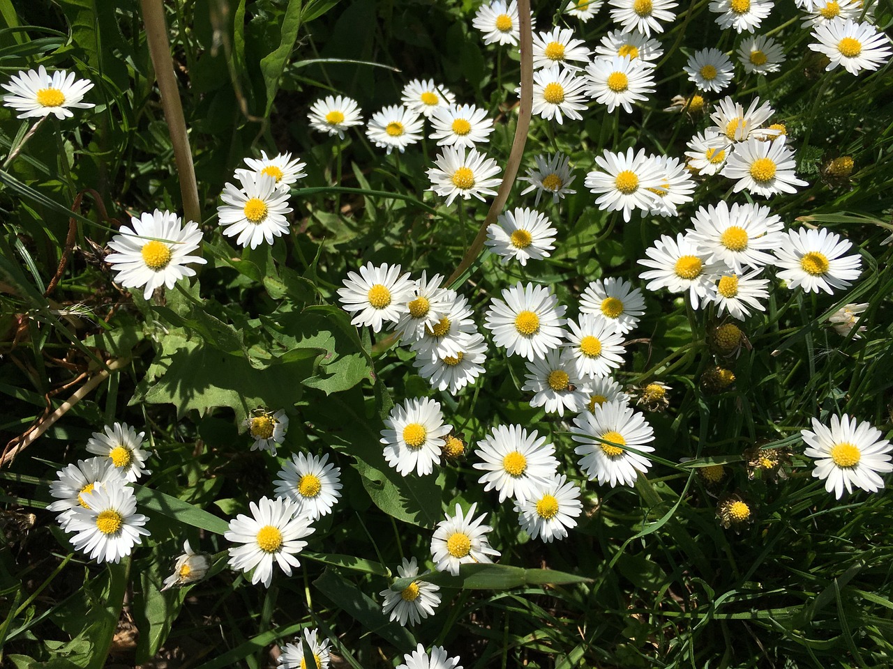 flowers meadow daisy free photo