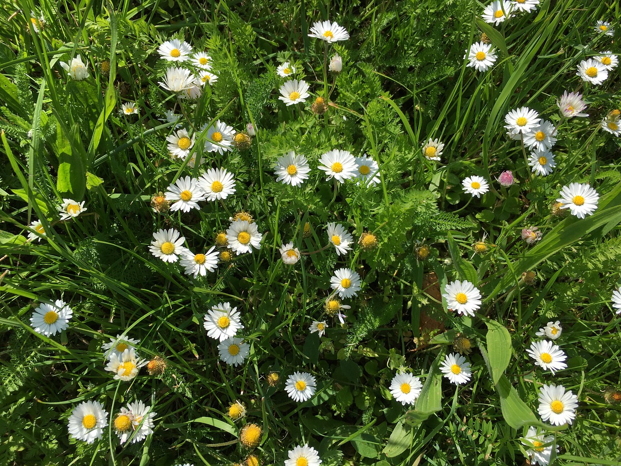 flowers meadow daisy free photo