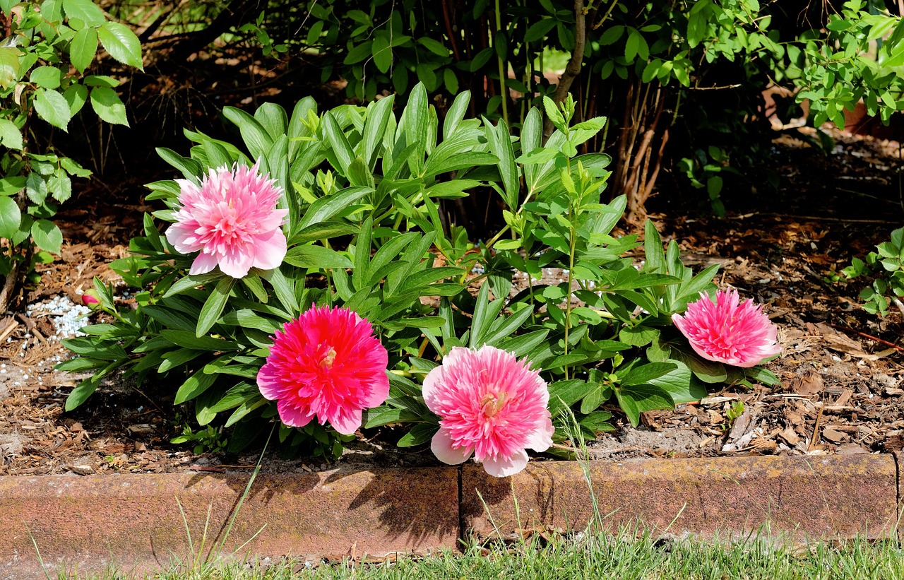 flowers peony red free photo