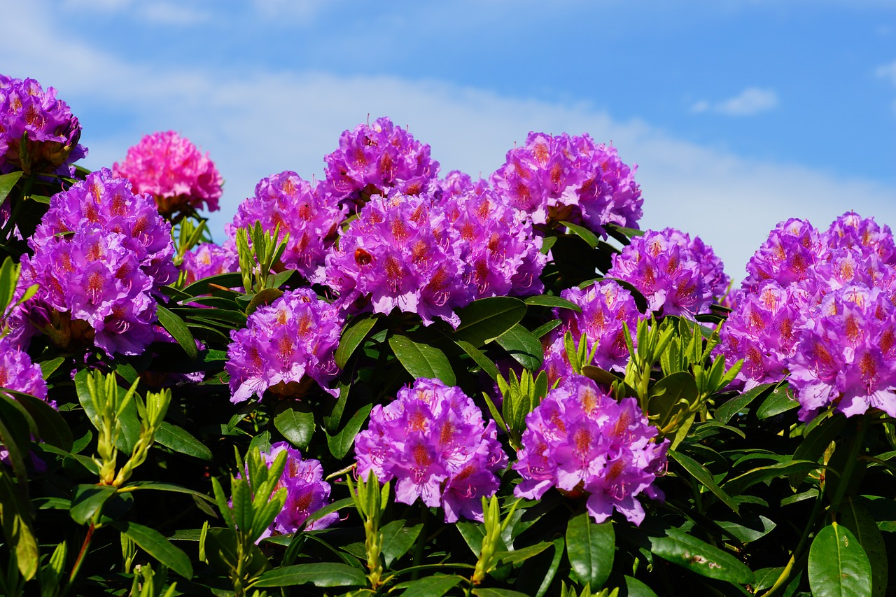 flowers rhododendrons bush free photo