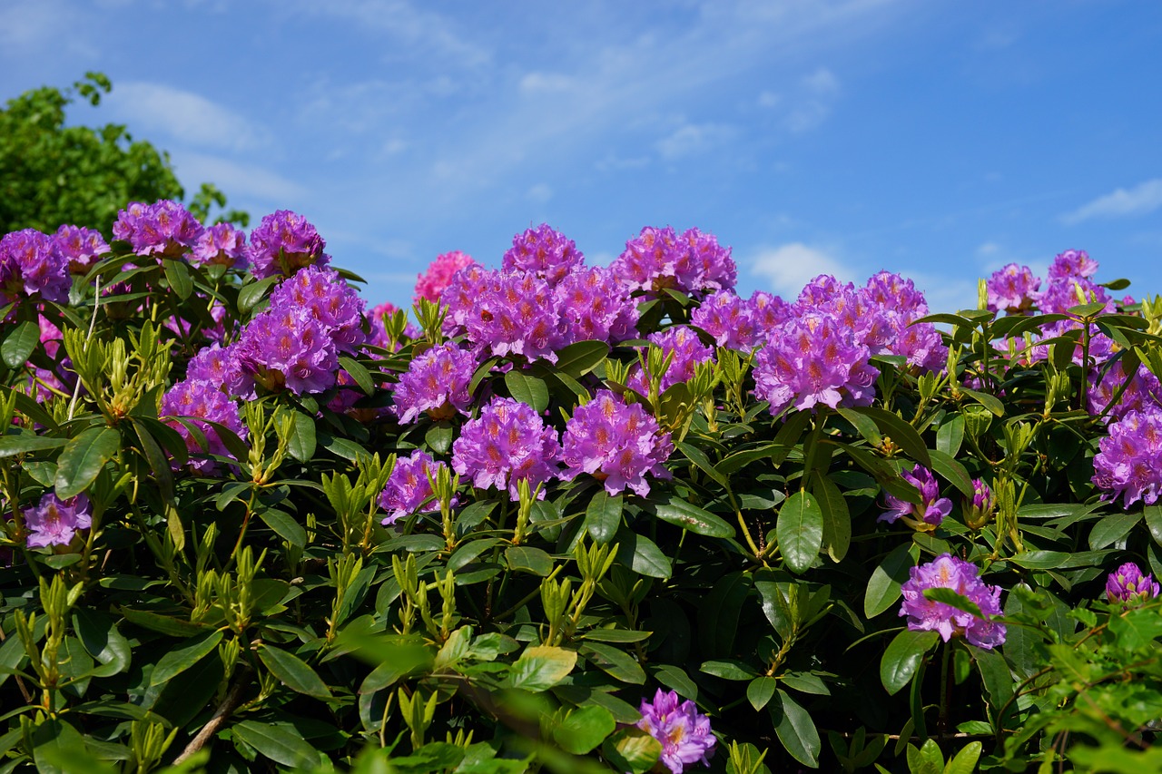 flowers rhododendrons bush free photo