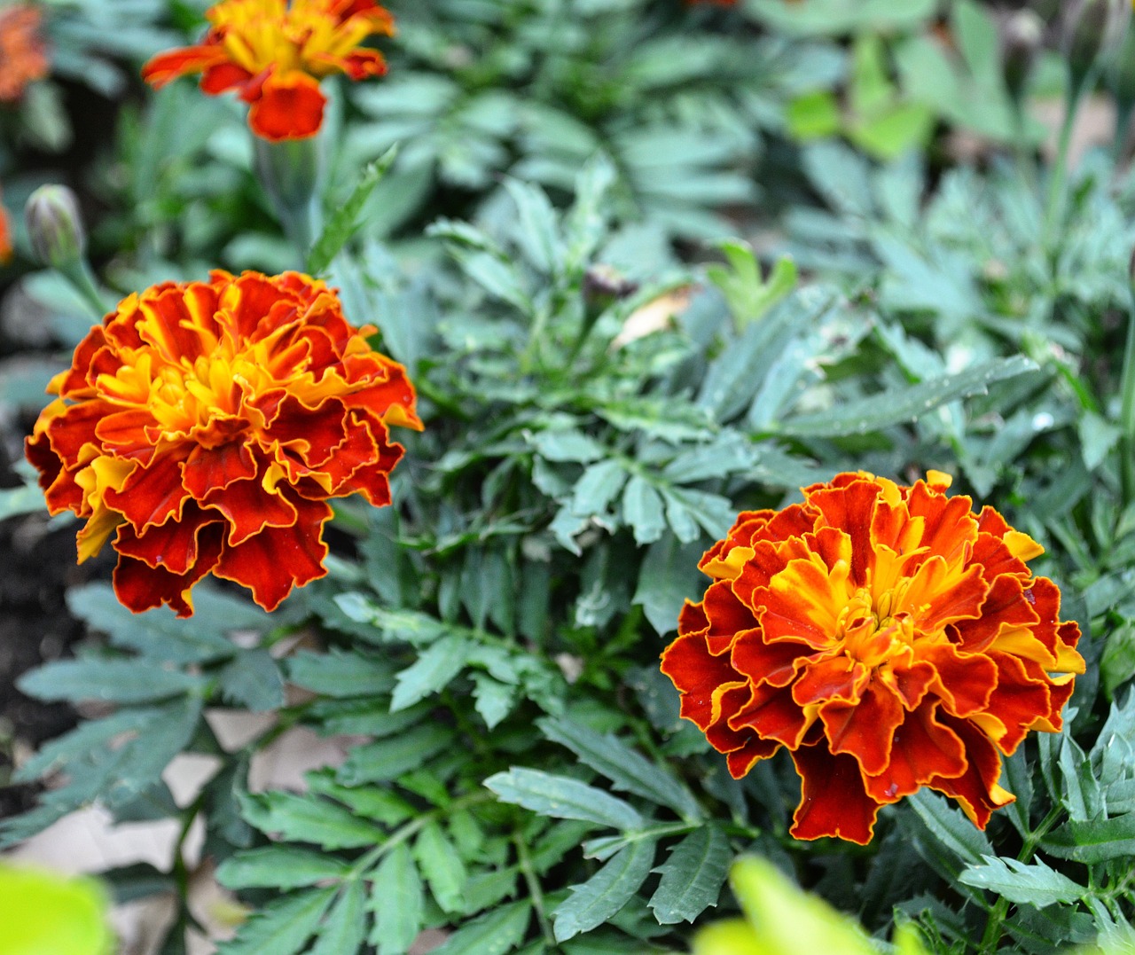 flowers flowering outbreaks free photo