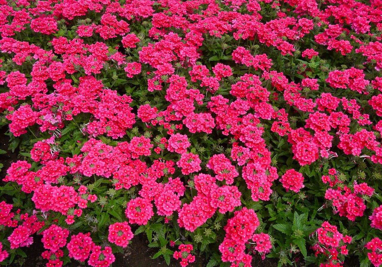 flowers red pink free photo