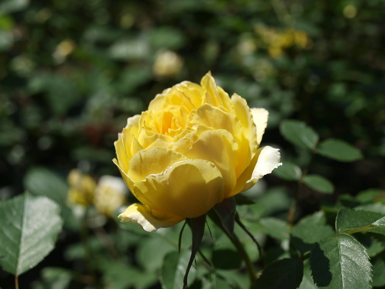 rose nunobiki herb garden flowers free photo