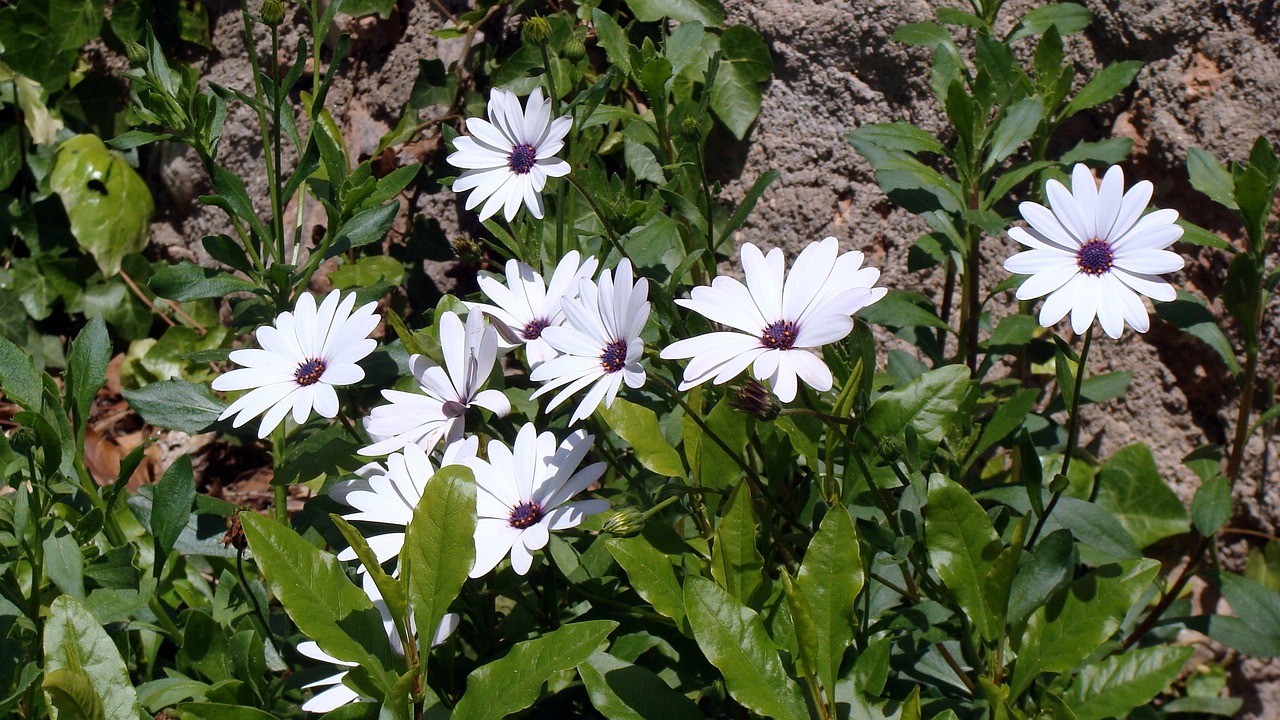 flowers white spring free photo