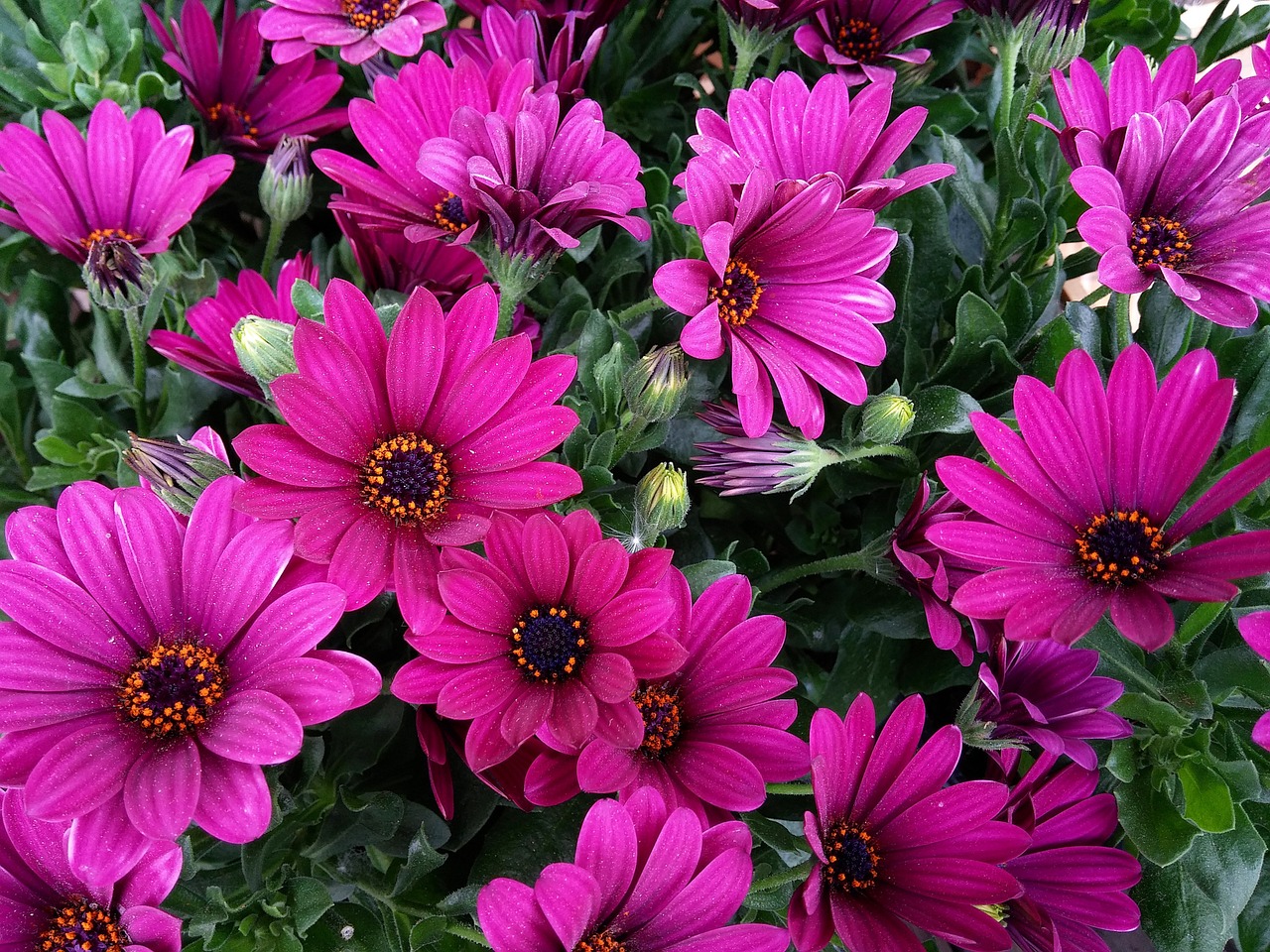 flowers daisies nature free photo