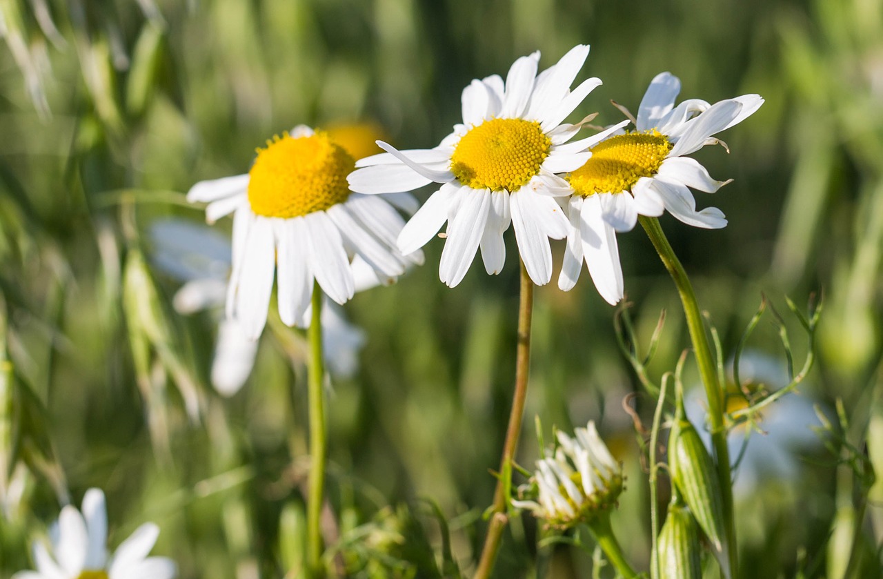 flowers daisy grain free photo