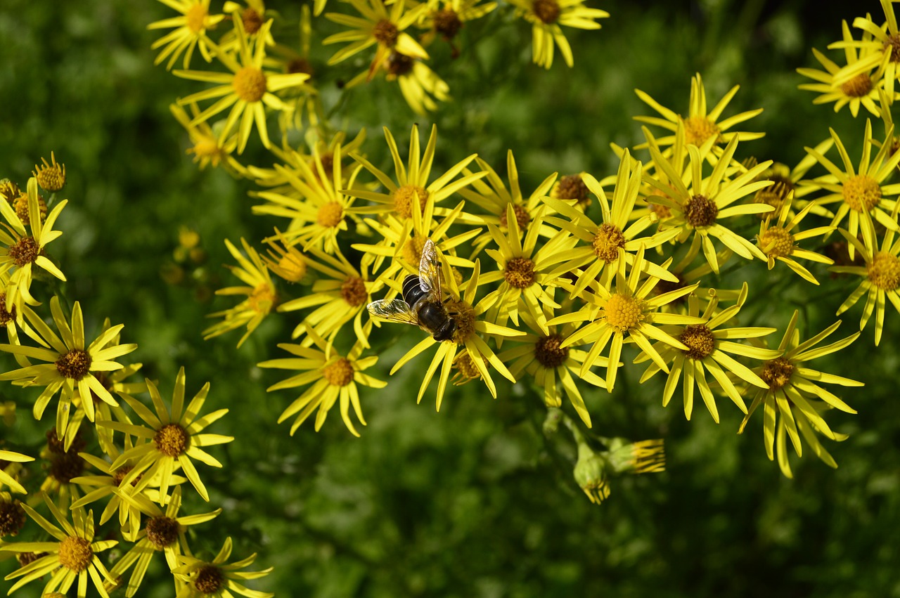 flowers yellow bee free photo