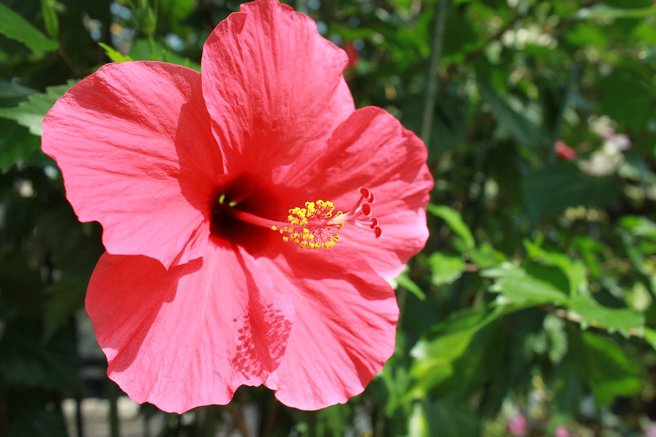 flowers summer flowers hibiscus free photo