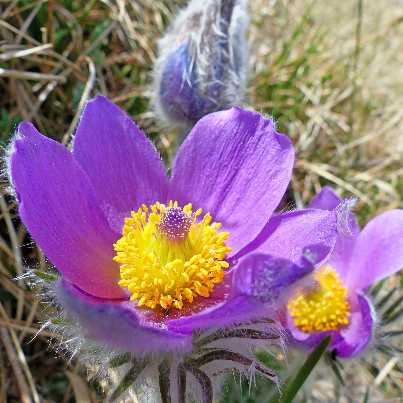 flowers nature macro free photo