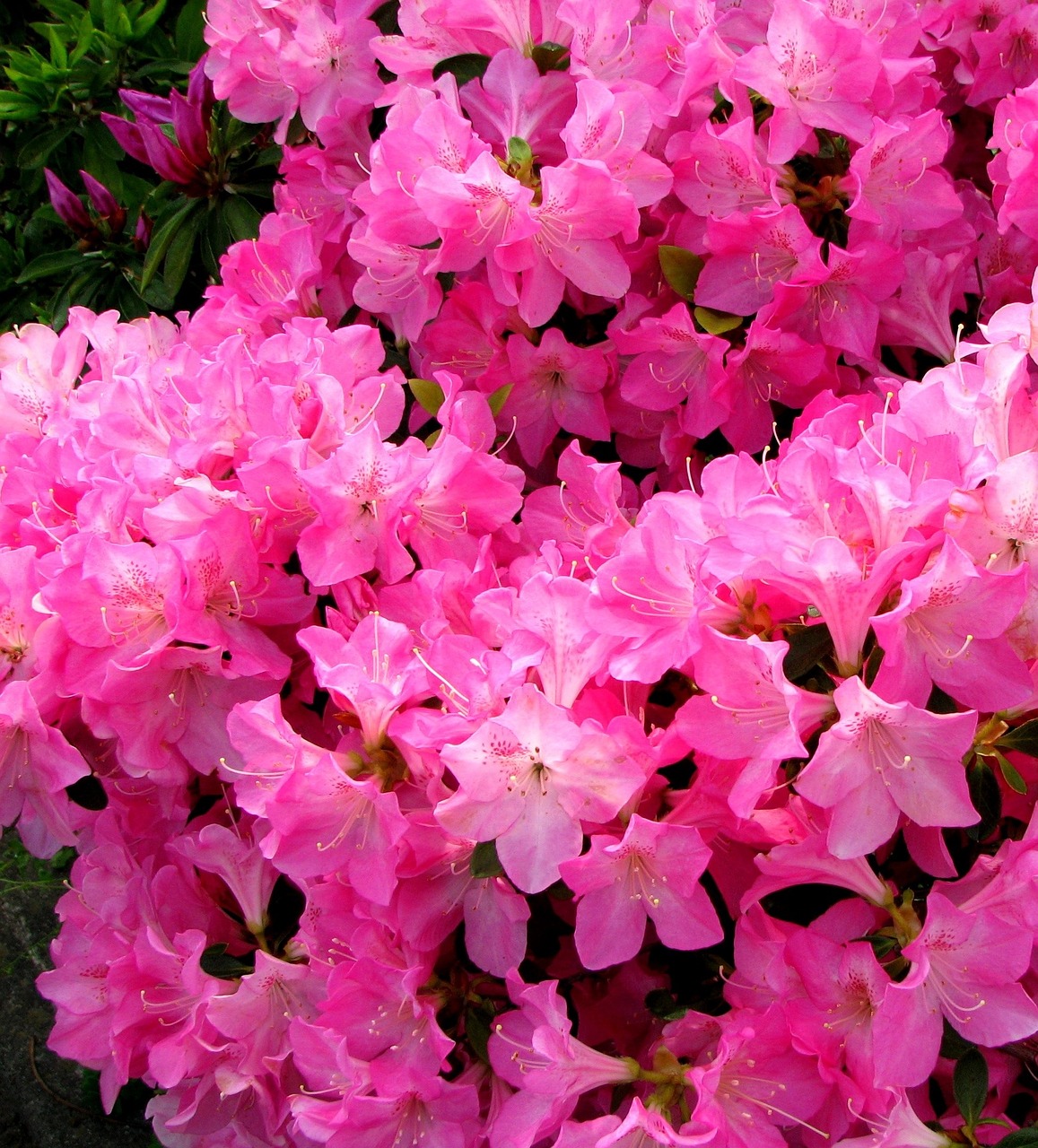 flowers may satsuki free photo