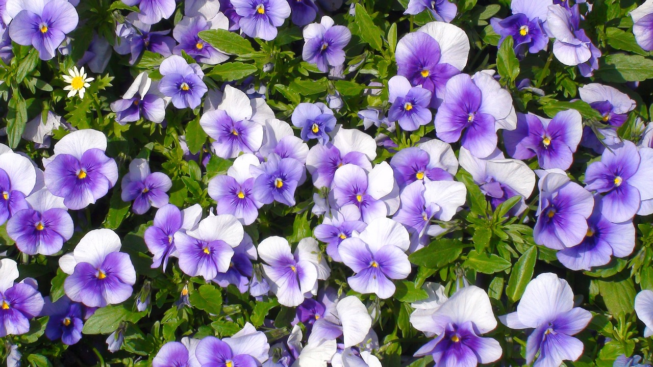 flowers pansy sumire free photo
