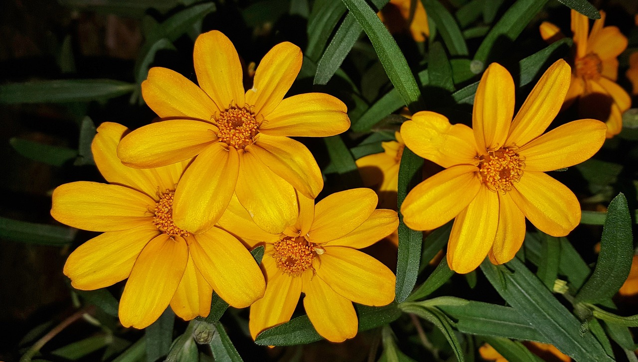 flowers yellow flowers marigolds free photo