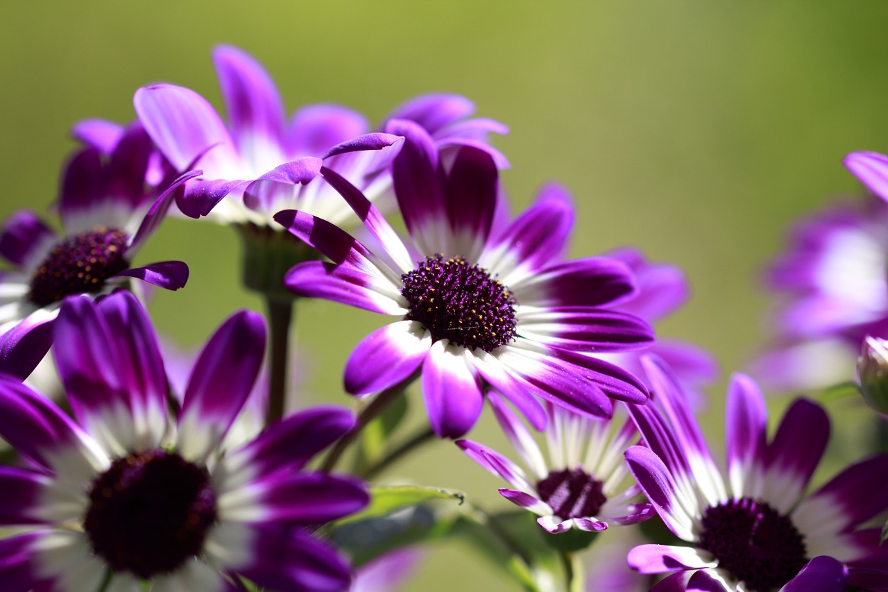 flowers purple white free photo