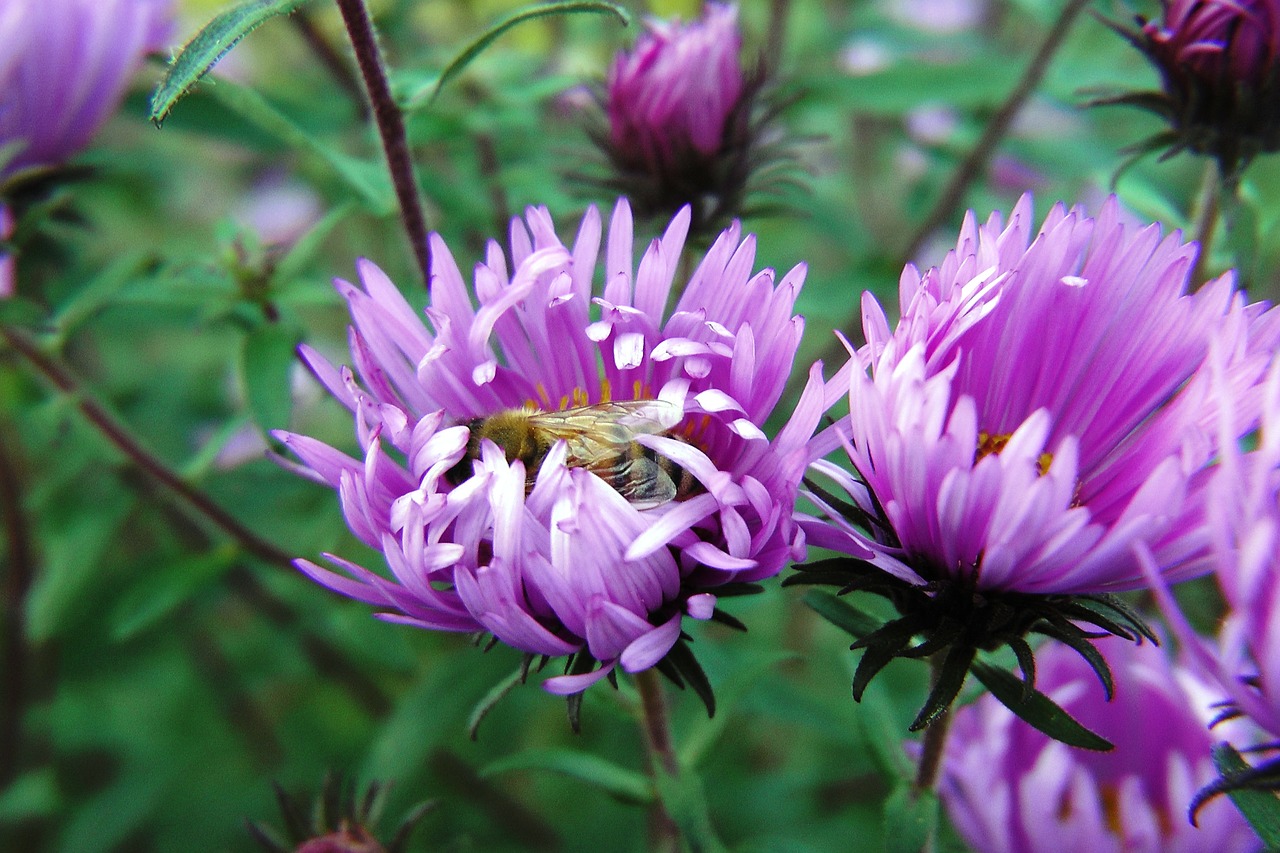 flowers asters violet free photo