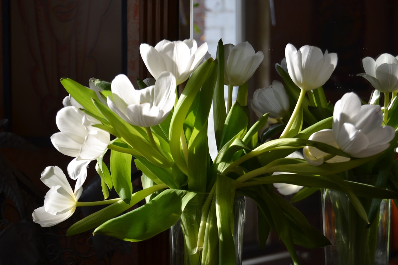 flowers tulips white free photo
